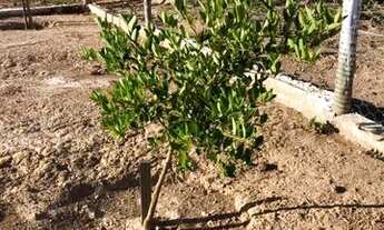 Imagem 6: Chácara PETROLINA DE GOIÁS