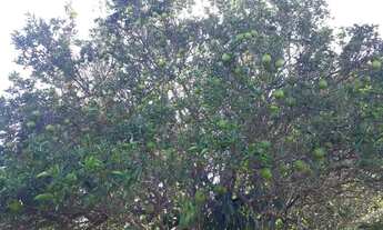 Imagem 6: Vendo fazenda 86 Ectar