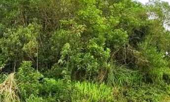 Imagem 4: Terreno para Venda em Nova Petrópolis, Vila Olinda