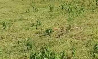 Imagem 7: Sítio à venda em Entre Rios-BA, bairro Entre Rios, 1 quarto, 103.000 m² de área! Venha con