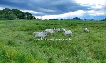 Imagem 7: Fabio Paes Imóveis - Fazenda de 33 alq (159.72 ha) com GEO - 70% plana