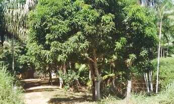 Imagem 3: Vendo Terra 4 alqueires e meio PA Rio Branco