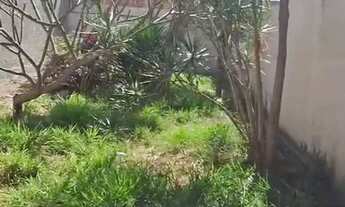 Imagem 5: ótimo lote de 200m² - Trecho 03 da Vicente Pires