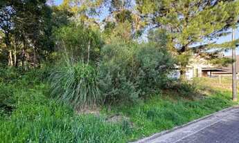 Imagem 7: Terreno - Bairro Carniel