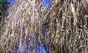 Imagem 7: CHACARA - CHÁCARA DA COLINA - SP