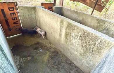 Imagem 2: LINDA CHÁCARA EM MARIAPOLIS-GO