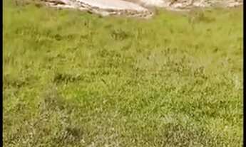 Imagem 2: CHÁCARA 0,5 ALQ