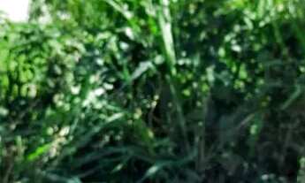 Imagem: Lote comercial na Estrada Engenho do mato