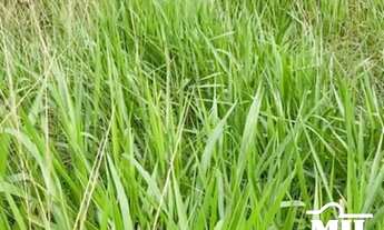 Imagem 6: Fazenda em Goianésia do Pará. > 214 Alq. (1.036 Há