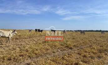 Imagem 4: Fazenda em Carolina - MA. 4.808 Há. (Dupla Aptidão
