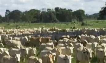 Imagem 5: Fazenda para Venda em Setor Central Santa Rita do Tocantins-TO - 3027