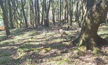 Imagem 2: Terreno em São Virgílio, Caxias do Sul