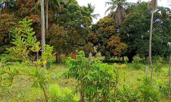 Imagem 7: Sítio a venda! Chácara com venda por R$180.000