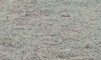 Imagem 6: VENDO TERRENO EM MANACAPURU