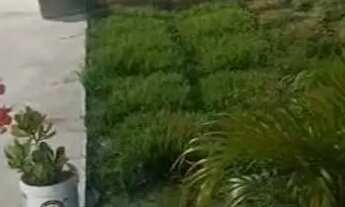 Imagem: Casas pra semana de carnaval em atapuz goiana