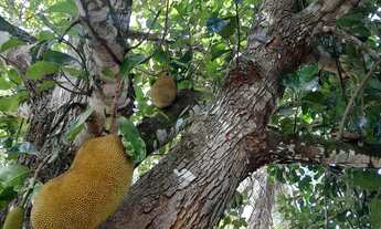 Imagem 5: Sítio em Joaquim Gomes