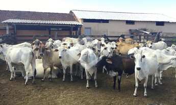 Imagem: Vendo Fazenda Araruama 52 Alqueires com