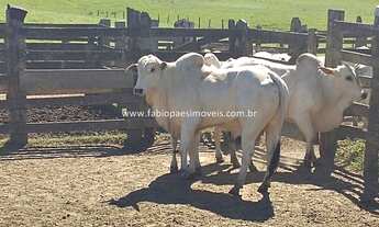 Imagem 4: Fabio Paes Imóveis - Fazenda de 33 alq (159.72 ha) com GEO - 70% plana