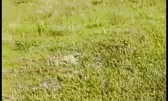 Imagem 3: CHÁCARA 0,5 ALQ