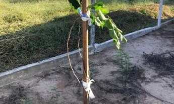 Imagem 4: Chácara PETROLINA DE GOIÁS