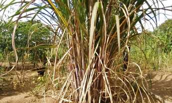 Imagem 2: Chácara 30 mil m² DF. 03 Hectares