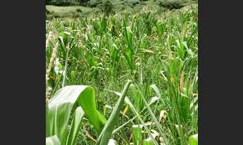 Imagem 5: Vendo 2 equitares de terra em Canguçu