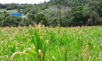 Imagem 4: Vendo 2 equitares de terra em Canguçu