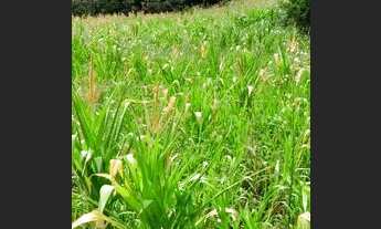 Imagem 2: Vendo 2 equitares de terra em Canguçu