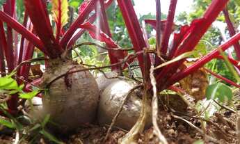 Imagem 7: Quarto privativo em hostel no sul da ilha