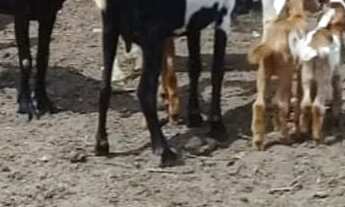 Imagem 4: Chácara em Monte Santo