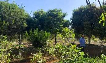 Imagem 4: VENDO FAZENDA 13.1 HECTARES - OPORTUNIDADE