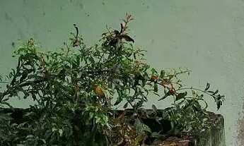 Imagem: Casa em Vila Visconde de Araujo