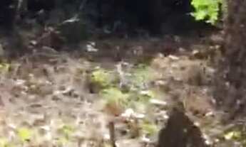 Imagem 2: Lote grande na Quinta do Sumidouro