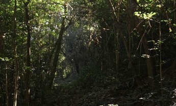 Imagem 7: Excelente sítio contendo 9,2HA em Igrejinha!!!