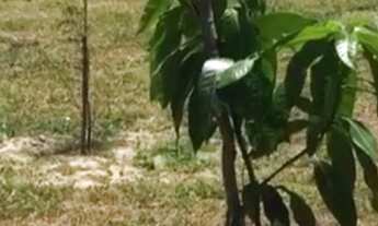 Imagem 2: Ganhe dinheiro plantando árvores