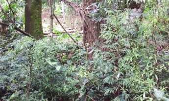 Imagem 7: VENDO CHÁCARA COM CASA EM TAQUARA