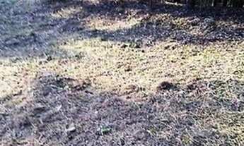 Imagem 4: Excelente chácara Sem Benfeitorias