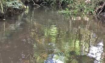 Imagem 4: Vendo chácara 2 hectares com riacho