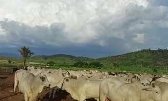Imagem 7: 97 alqueires (90 de pasto) Paragominas-PA documentada por R$7 milhões