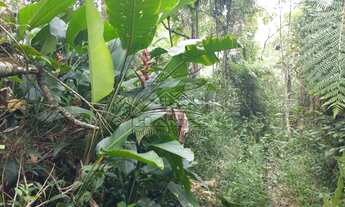 Imagem 7: Terreno Rural para Venda em São Pedro de Alcântara, ROCINHA