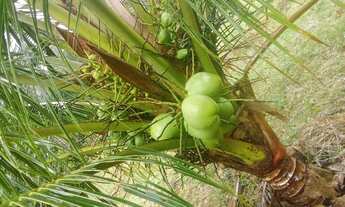 Imagem 4: Sitio am 010 km52