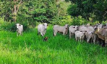 Imagem: A M IMOVEIS VENDE EXELENTE FAZENDA COM 13