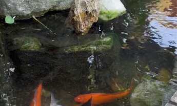 Imagem 4: Chácara em Aquiraz - Piscina, Área Gourmet e Pernoite