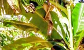 Imagem 4: CHÁCARA 6.000 m² - OPORTUNIDADE A 8 KM DE MONTES CLAROS