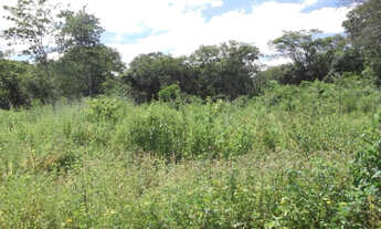 Imagem: Linda chácara de 2.500 m², com nascente