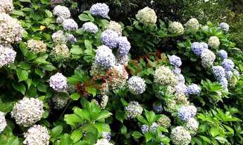 Imagem: Venda de Casa de Condomínio em São Paulo