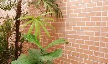 Imagem 6: CASA TÉRREA - JARDIM SÃO LUÍS - SP