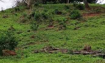 Imagem 5: Chácara em Bela vista