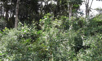 Imagem 5: Linda chácara de 2.500 m², com nascente a 100 metros do Rio Cipó (Temos varias opções)