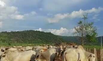 Imagem: 97 alqueires (90 de pasto) Paragominas-PA